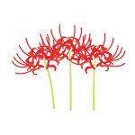 白い彼岸花の花言葉は?3つの迷信や別名が怖い!