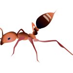 ヒアリの特徴と見分け方とは?火蟻を発見した時の対処法とは?