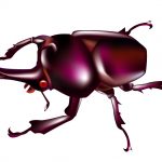 カブトムシ(成虫)の飼育場所は?飼育温度はどのくらいが最適なの?
