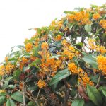 金木犀の開花時期はいつ?花言葉やイラストの無料素材も紹介します!