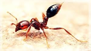 ヒアリの特徴と見分け方とは 火蟻を発見した時の対処法とは カッズンのblog