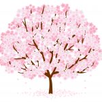 桜の種類と見分け方!さくらの特徴や開花時期の違いは?